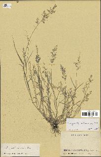 spécimen de Eragrostis cilianensis