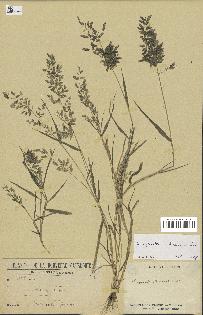 spécimen de Eragrostis cilianensis