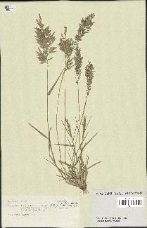 spécimen de Eragrostis cilianensis