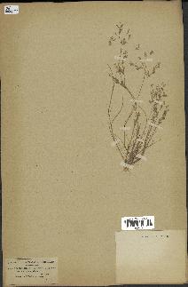 spécimen de Sphenopus divaricatus