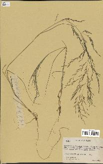 spécimen de Eragrostis tenuifolia