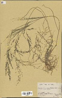 spécimen de Eragrostis tenuifolia