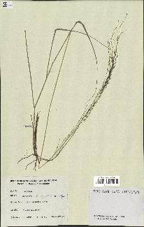 spécimen de Eragrostis tenuifolia
