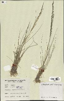 spécimen de Eragrostis tenuifolia