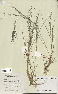 spécimen de Eragrostis tenuifolia