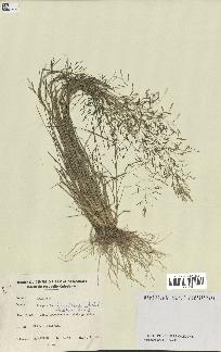 spécimen de Eragrostis tenuifolia