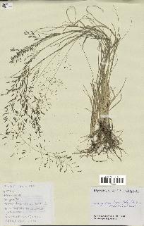 spécimen de Eragrostis tenuifolia