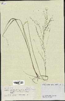 spécimen de Eragrostis tenuifolia