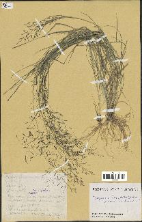 spécimen de Eragrostis tenuifolia
