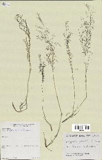 spécimen de Eragrostis pilosa