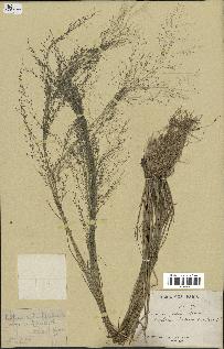 spécimen de Eragrostis pilosa