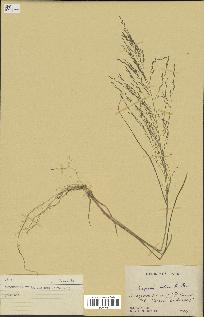 spécimen de Eragrostis pilosa