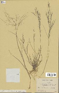 spécimen de Eragrostis pilosa