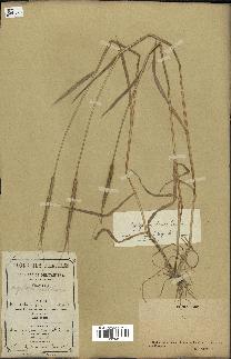 spécimen de Aegilops ventricosa