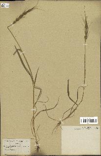 spécimen de Aegilops ventricosa