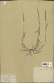 spécimen de Aegilops ventricosa