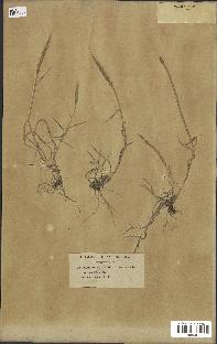 spécimen de Aegilops ventricosa