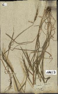 spécimen de Aegilops ventricosa