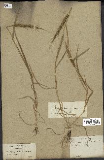 spécimen de Aegilops ventricosa