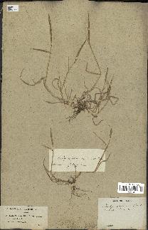 spécimen de Aegilops ventricosa