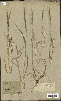 spécimen de Aegilops ventricosa