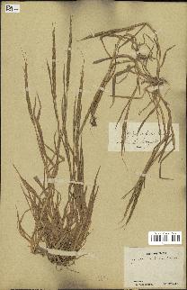 spécimen de Aegilops ventricosa