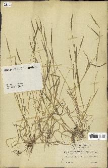 spécimen de Aegilops ventricosa