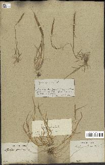 spécimen de Aegilops ventricosa