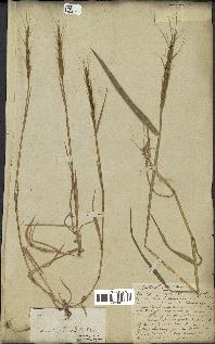 spécimen de Aegilops ventricosa
