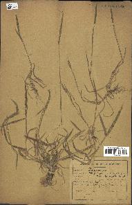 spécimen de Aegilops ventricosa