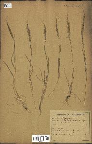 spécimen de Aegilops ventricosa