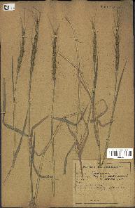 spécimen de Aegilops ventricosa