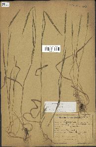 spécimen de Aegilops ventricosa