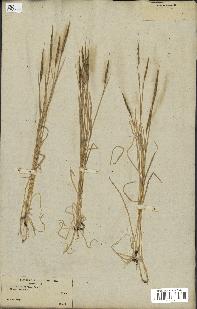 spécimen de Aegilops ventricosa