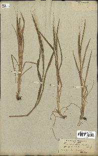 spécimen de Aegilops ventricosa