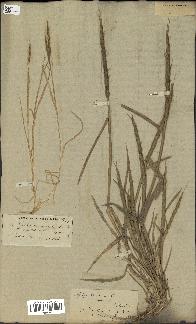 spécimen de Aegilops ventricosa