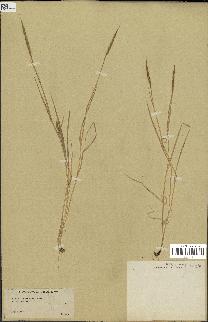 spécimen de Aegilops ventricosa