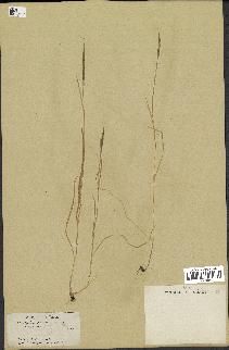 spécimen de Aegilops ventricosa