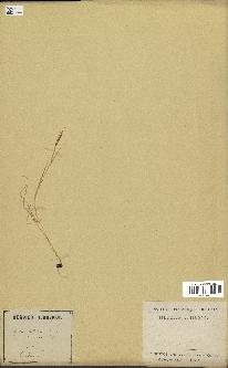 spécimen de Aegilops ventricosa