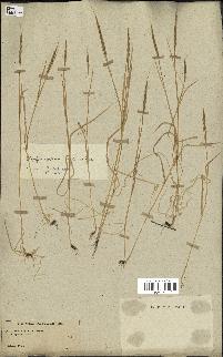 spécimen de Aegilops ventricosa