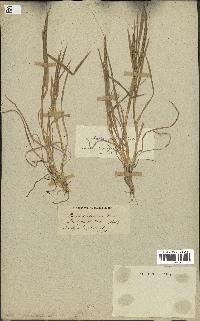 spécimen de Aegilops ventricosa
