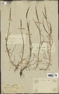 spécimen de Aegilops ventricosa