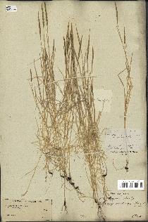 spécimen de Aegilops ventricosa