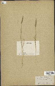 spécimen de Aegilops ventricosa