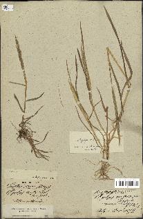spécimen de Aegilops ventricosa