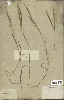 spécimen de Aegilops ventricosa