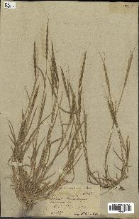 spécimen de Aegilops ventricosa