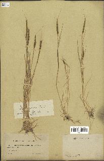 spécimen de Aegilops ventricosa