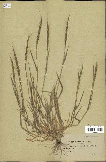 spécimen de Aegilops ventricosa