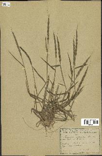 spécimen de Aegilops ventricosa